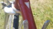 Showroom originele klassieke Sprey racefiets