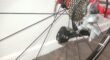 Bulls Desert Falcon 1 Zo goed als nieuwe racefiets | Ultegra