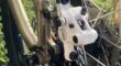 Koga XSport MTB