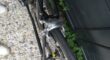 Sensa trentino SL shimano 105/ultegra