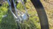 Pashley Morgan 8