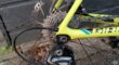 Giant TCR advanced disc 2017 te koop