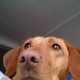 Profielfoto