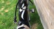 Racefiets Specialized S-Works Tarmac kader 52